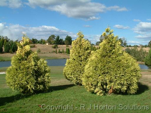 Conifer Golden Cham.pisifera filifera Aurea_group 